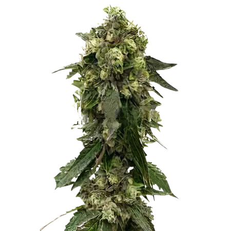 Fresh Cookies cannabis seeds