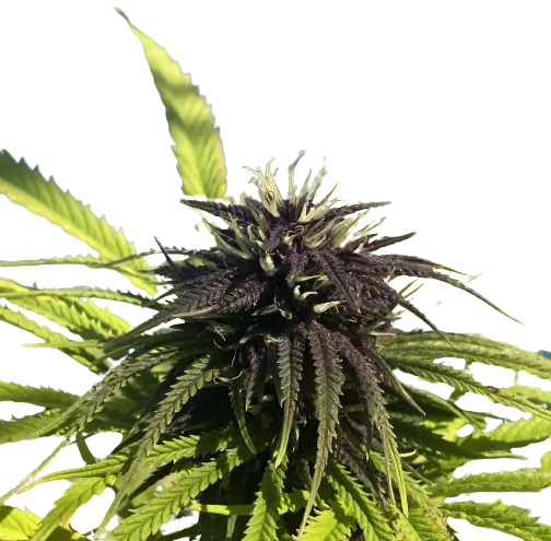 Frida cannabis seeds