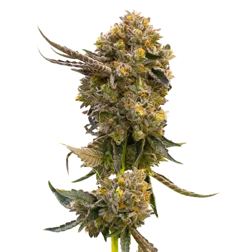 Fruit cannabis seeds