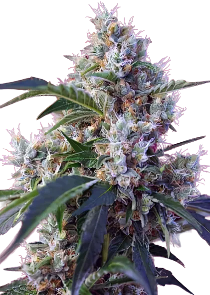 Fruitylicious cannabis seeds packaging, Royal King Seeds USA