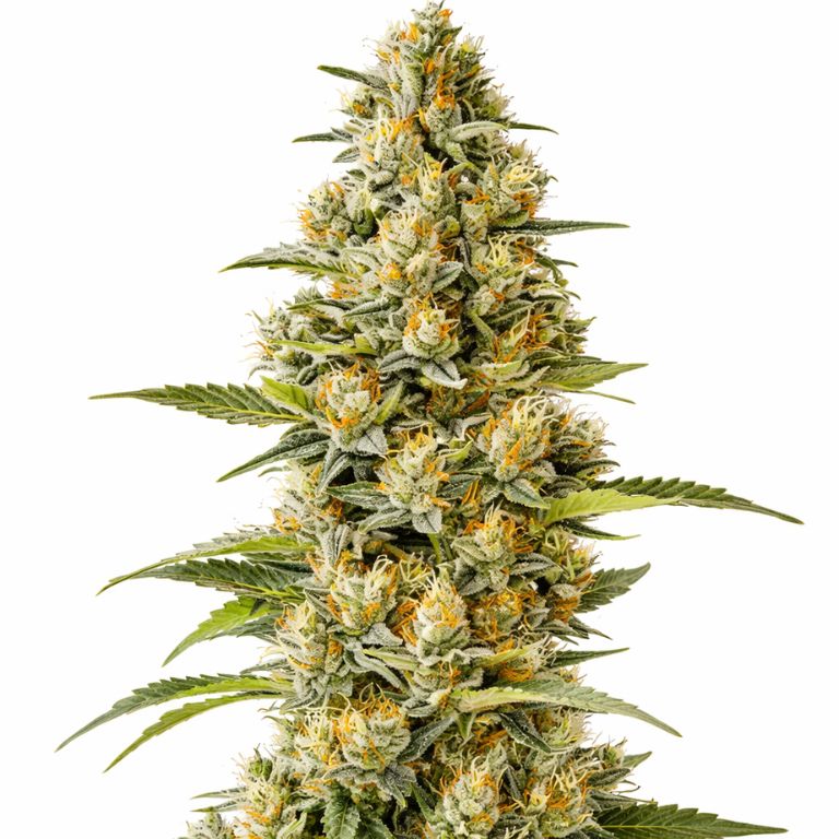 G13 cannabis seeds