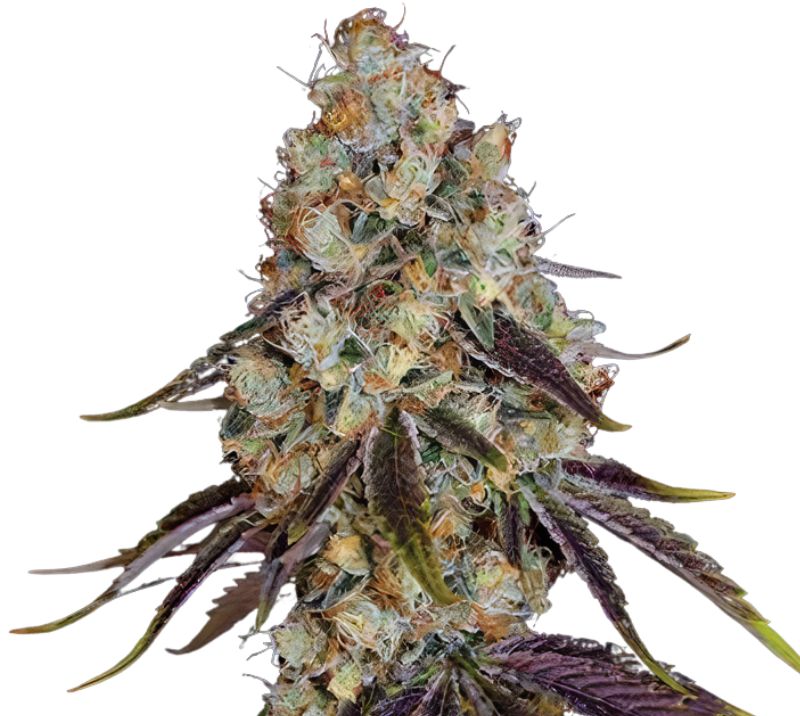 Gator Breath cannabis seeds