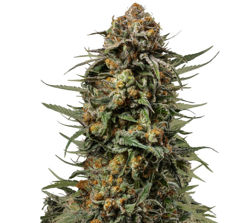 Gelato 44 cannabis seeds packaging, Royal King Seeds USA