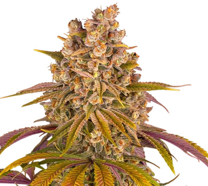 Gelato Cake cannabis seeds