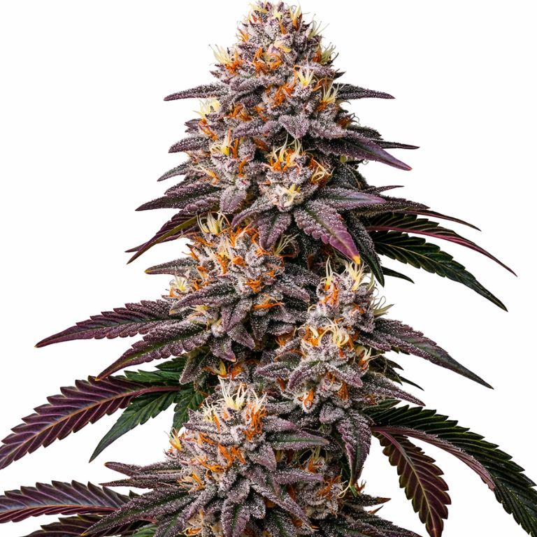 Gelato cannabis seeds