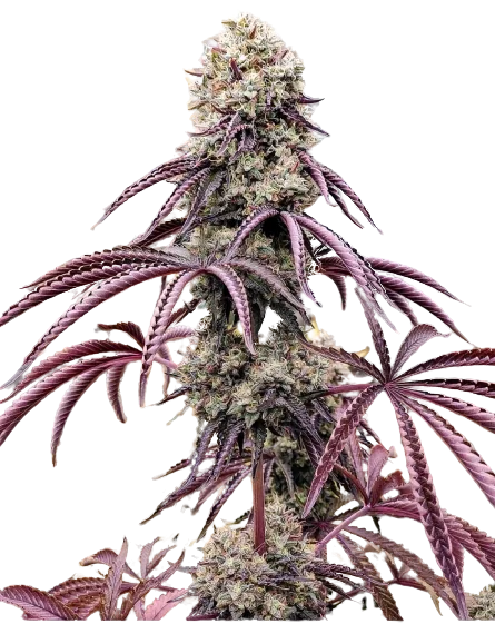 Georgia Pie cannabis seeds