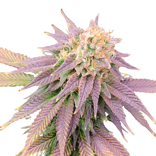 Ghost OG cannabis seeds