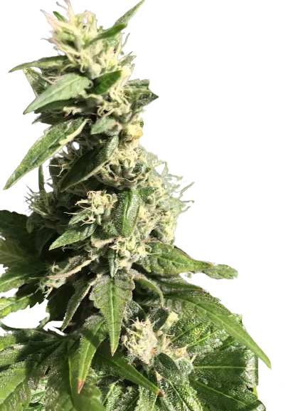 Gigabud cannabis seeds