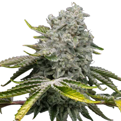Glass Apple cannabis seeds