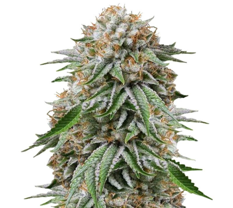Go Time cannabis seeds