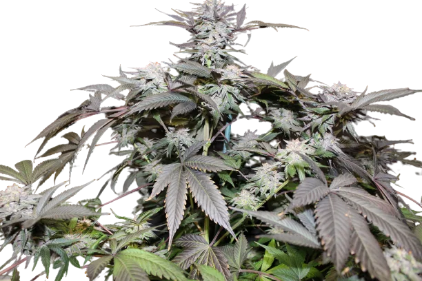 God Bud cannabis seeds