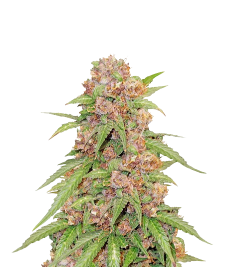 Godzilla Cookies cannabis seeds