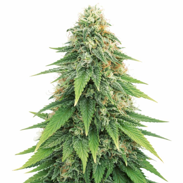 Godzilla cannabis seeds