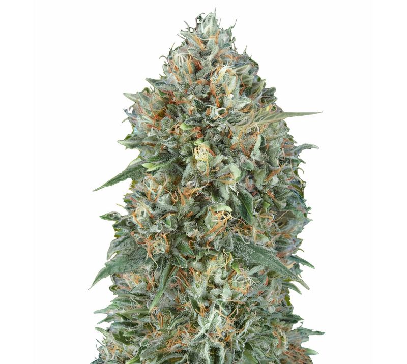 Goji OG Haze cannabis seeds
