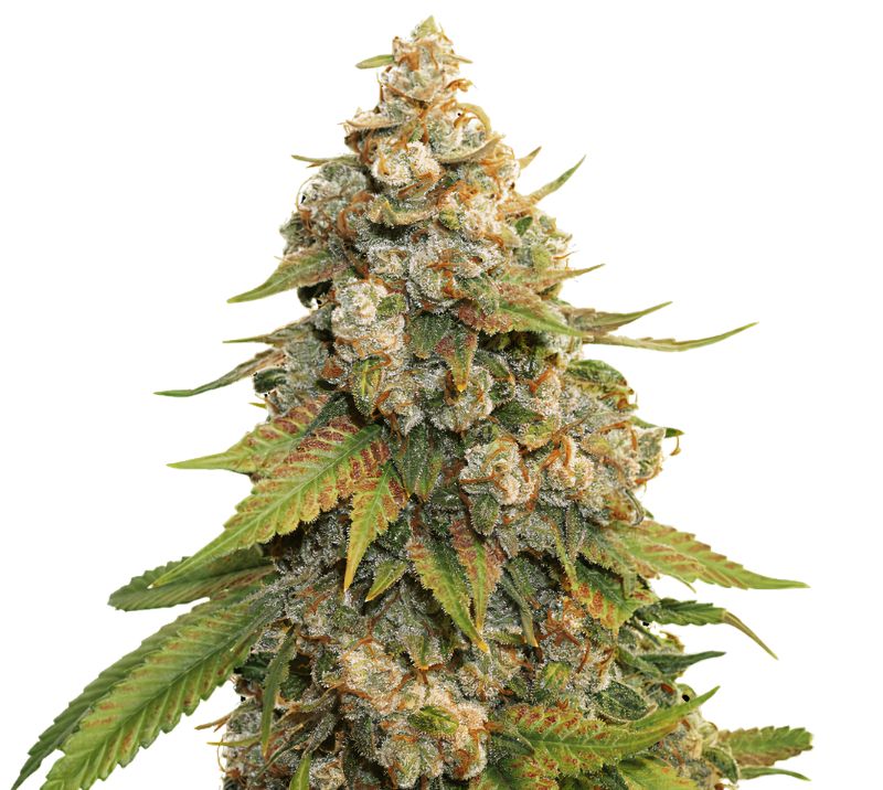 Golden Gate Haze cannabis seeds