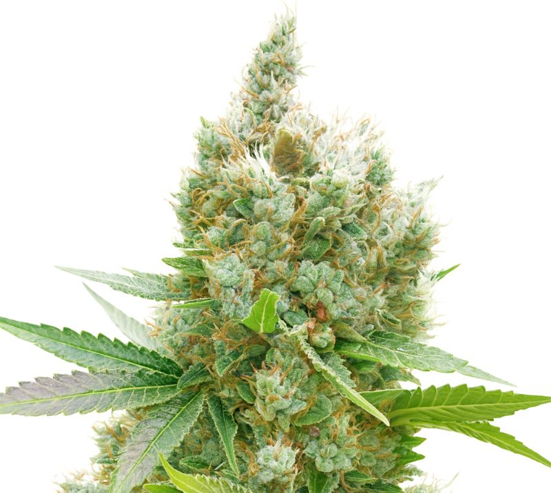 Golden Goat cannabis seeds