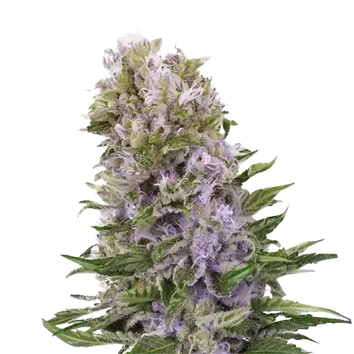 Golden Pineapple cannabis seeds