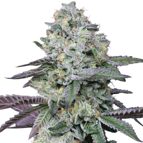 Goo cannabis seeds
