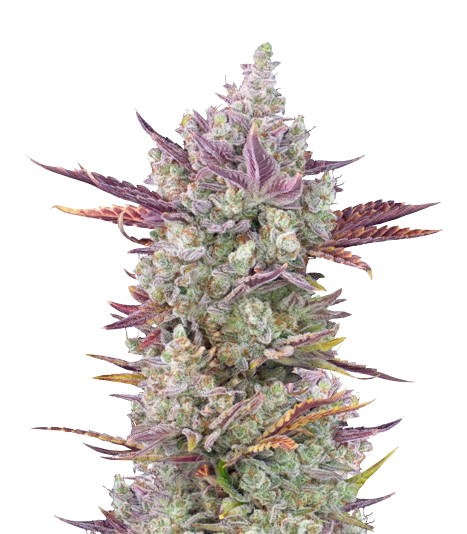 Gorilla Cookies cannabis seeds