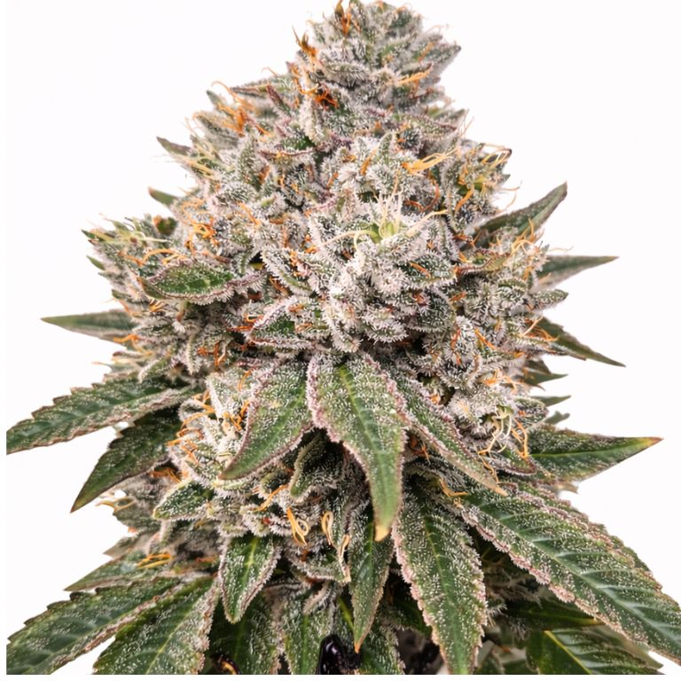 Gorilla Glue feminized cannabis flower