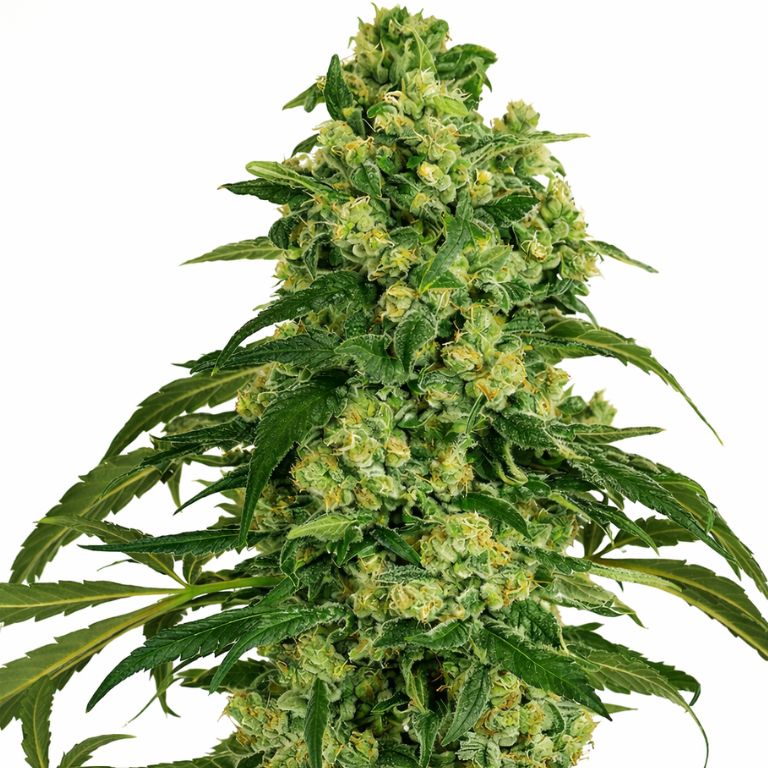 Grandmas Sugar Cookies cannabis seeds