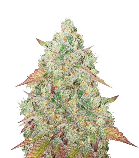 Grandmommy Purple cannabis seeds