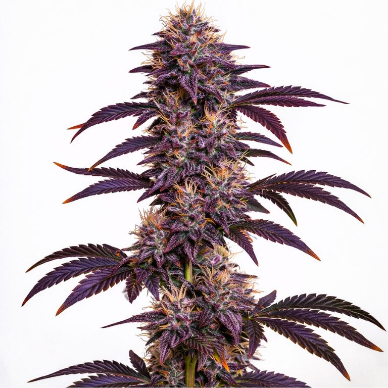 Grape Ape cannabis seeds