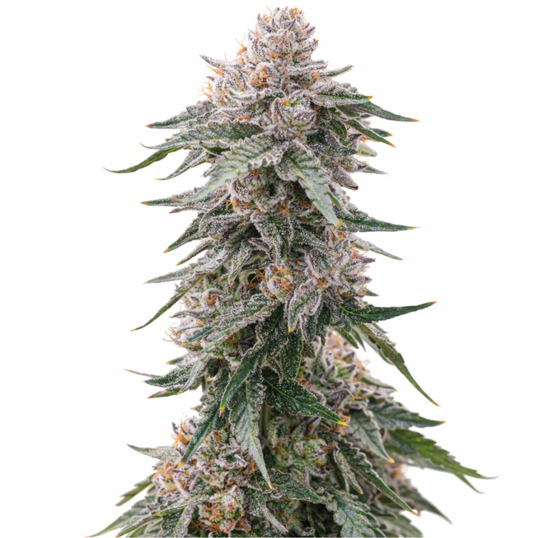 Grape Gas cannabis seeds
