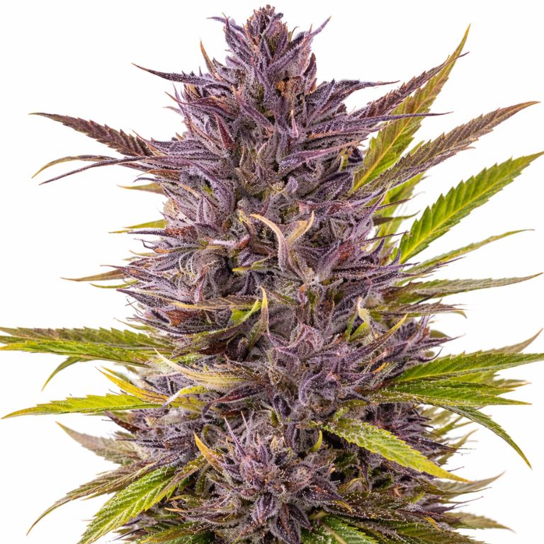 Grape Gelato cannabis seeds