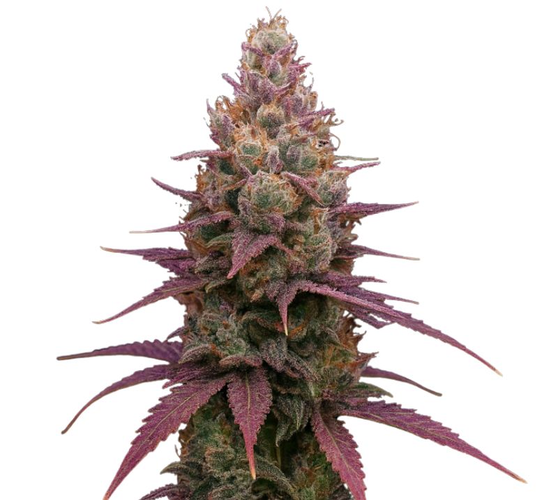 Grape God cannabis seeds