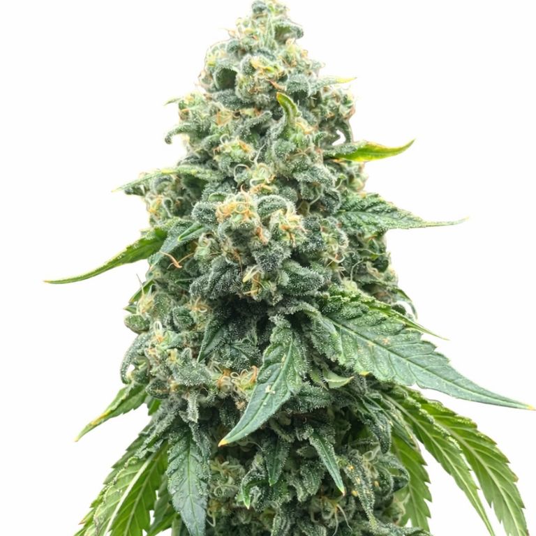 Grape Guava cannabis seeds