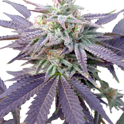 Grape OX Feminized