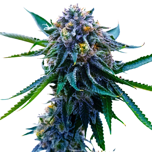 Grape Skunk cannabis seeds