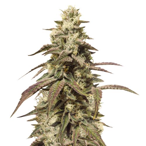 Grape Soda cannabis seeds