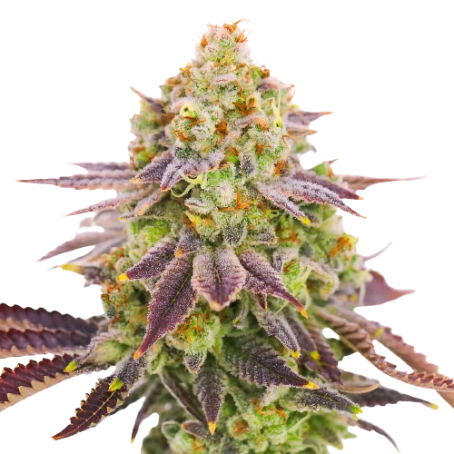 Grape Stomper cannabis seeds