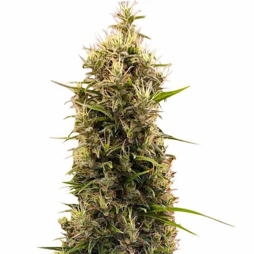 Grapefruit cannabis seeds