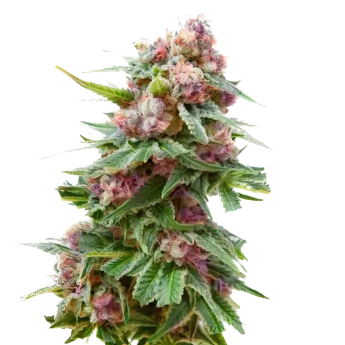 Grapefruit Kush cannabis seeds