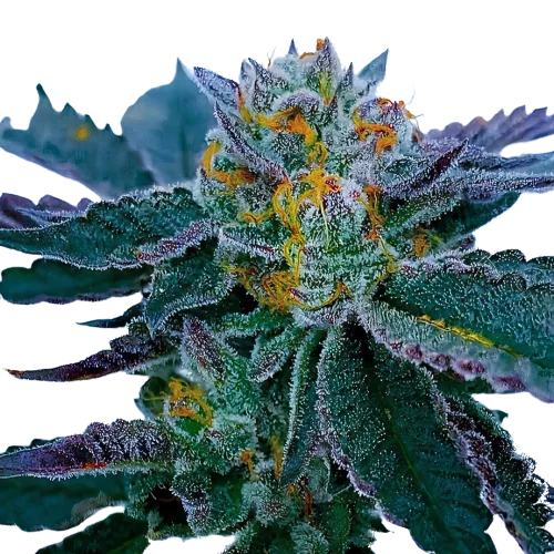 Gravity cannabis seeds