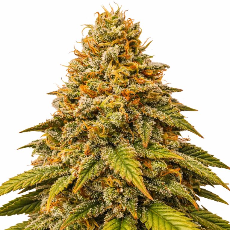 Grease Monkey cannabis seeds