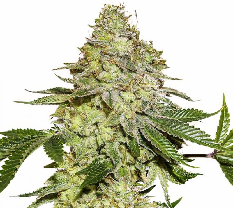 Green Candy cannabis seeds