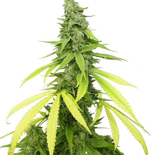 Green Kush cannabis seeds