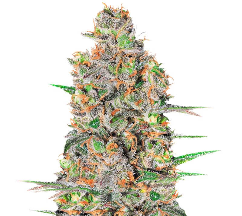 Green Love Potion cannabis seeds packaging, Royal King Seeds USA