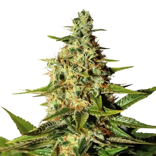 Green Queen cannabis seeds