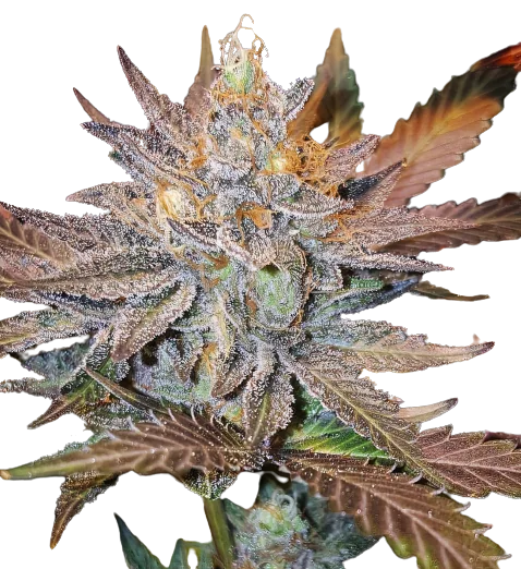 Guard Dawg cannabis seeds packaging, Royal King Seeds USA