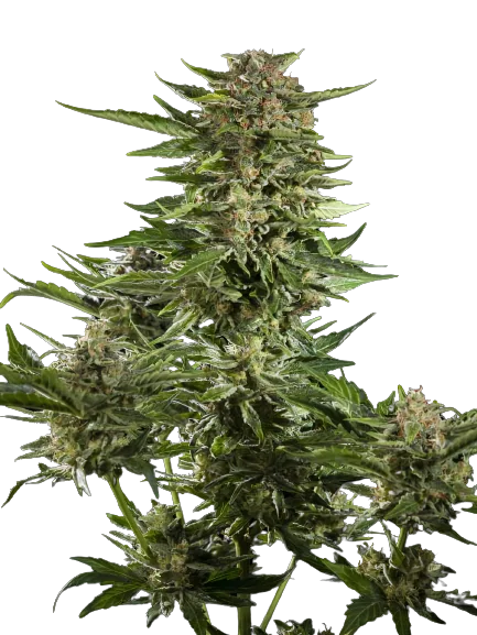 Guido Kush cannabis seeds