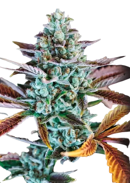 Gupta Kush cannabis seeds