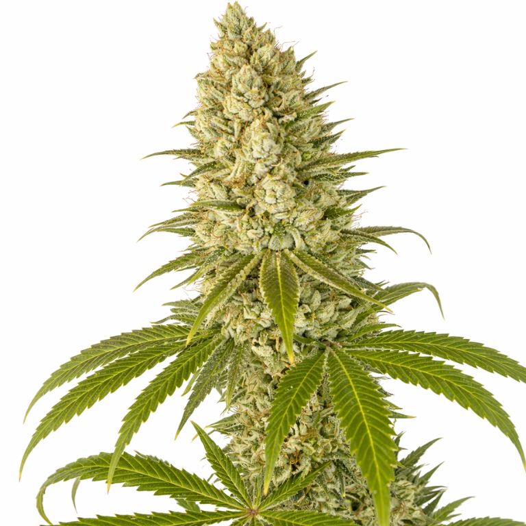 Guptilla cannabis seeds
