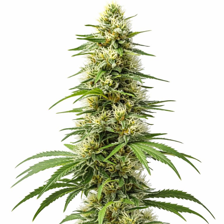 Harlequin CBD cannabis seeds