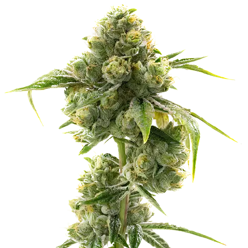 Hashbar OG cannabis seeds