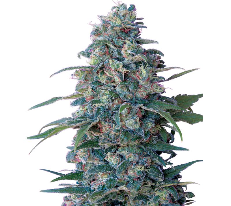 Hashberry cannabis seeds